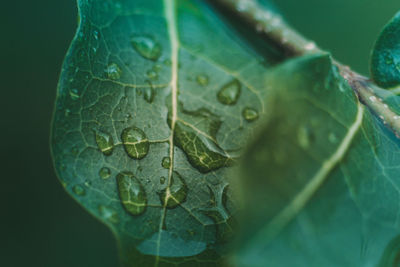 Close-up of raindrops on leaves