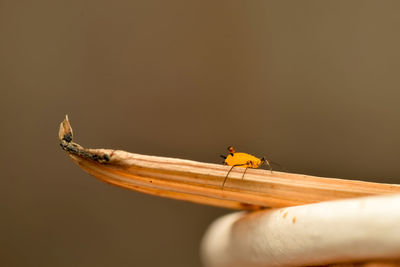 Close-up of insect on plant