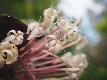 Close-up of white flowering plant