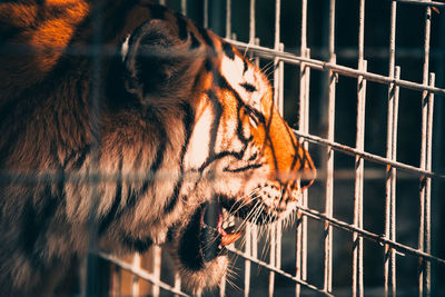 Close-up of a tiger in a cage