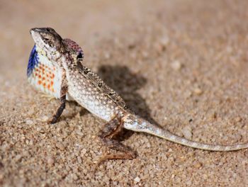 Close-up of lizard on sand