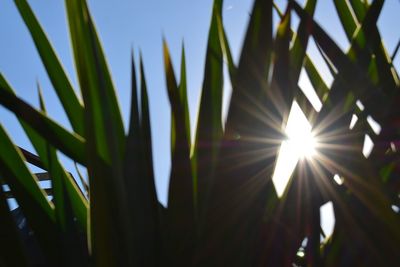 Low angle view of plants against sky