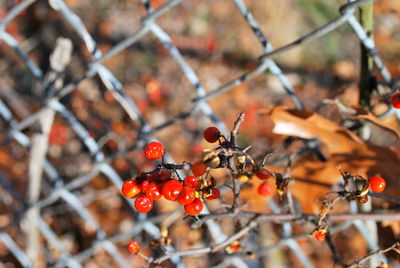 Close-up of red berries growing on tree