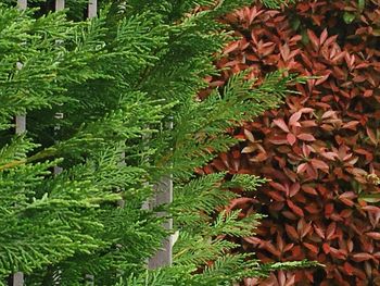 High angle view of fresh green plant