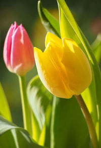 Close-up of yellow flower