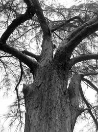 Low angle view of bare tree against sky