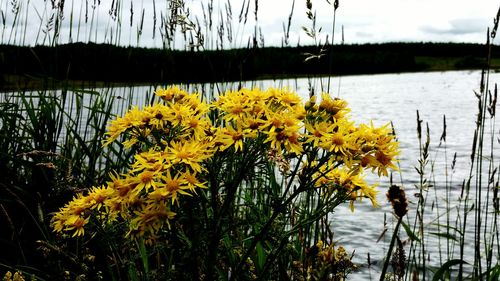 Close-up of flowers in lake