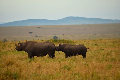A couple of rhinoceros in masai mara, kenya