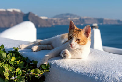 Cat resting in a sea