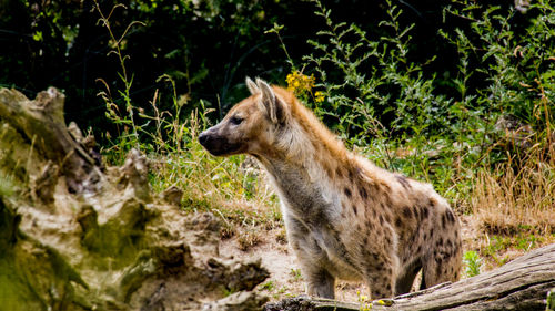 Side view of an animal on land