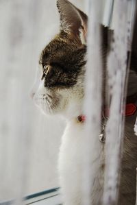 Close-up of cat looking away