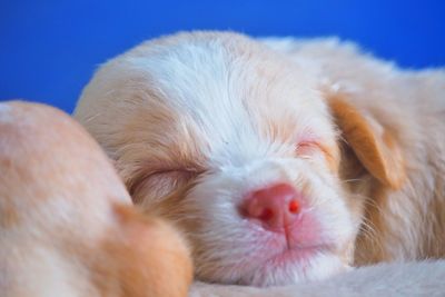 Close-up of a dog sleeping