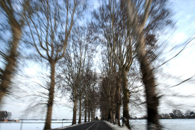 Road passing through bare trees