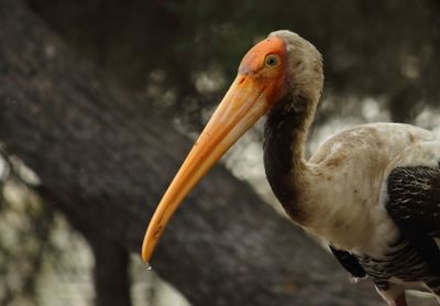 Close-up of pelican
