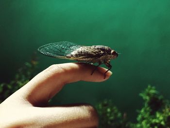 Close-up of insect on human finger