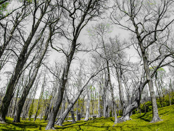 Bare trees in forest