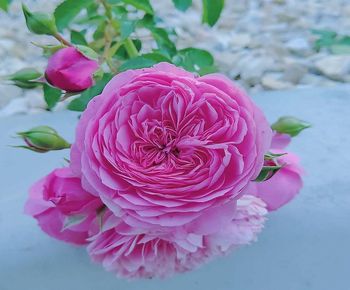 Close-up of pink rose flower