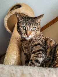 Portrait of cat relaxing at home