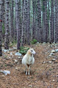 White dog in the forest