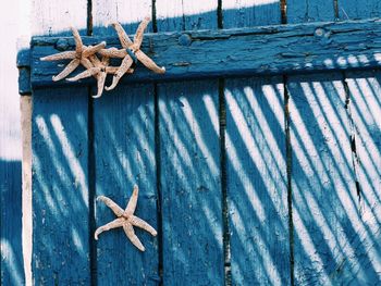 Dead starfishes on wooden plank