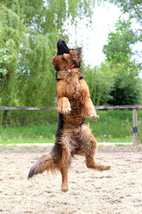 Dog running in a tree