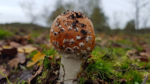 Close-up of mushroom growing on field