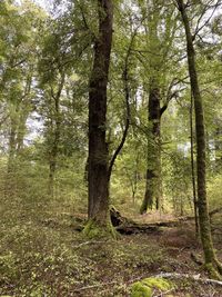 Trees on field in forest