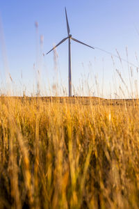 Colorado wind farm located on wheat field