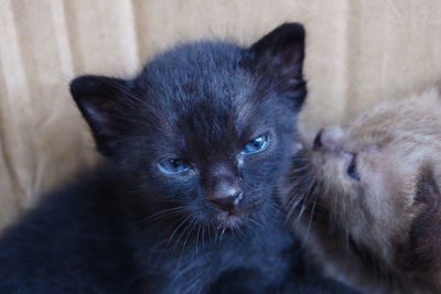 Close-up portrait of black cat