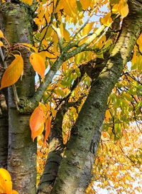 Close-up of yellow flower tree