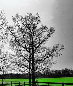 Bare trees on grassy field