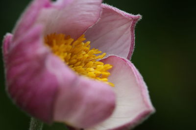 Close-up of pink flower