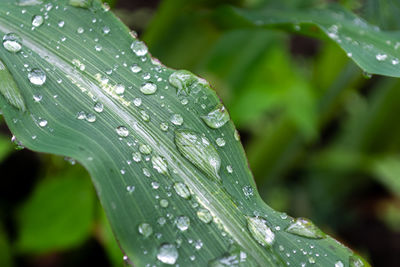 drop