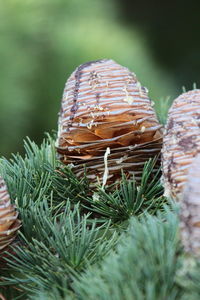 Close-up of plant