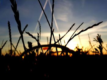 Close-up of silhouette plants on field against sky at sunset