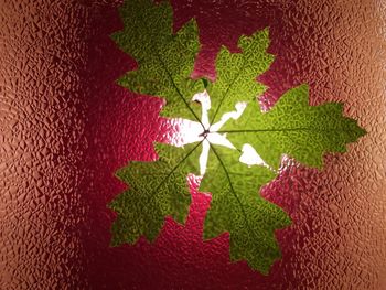 Close-up of red leaf on wall