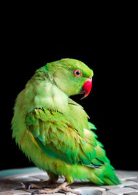 Close-up of parrot
