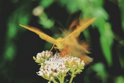 Close-up of flower