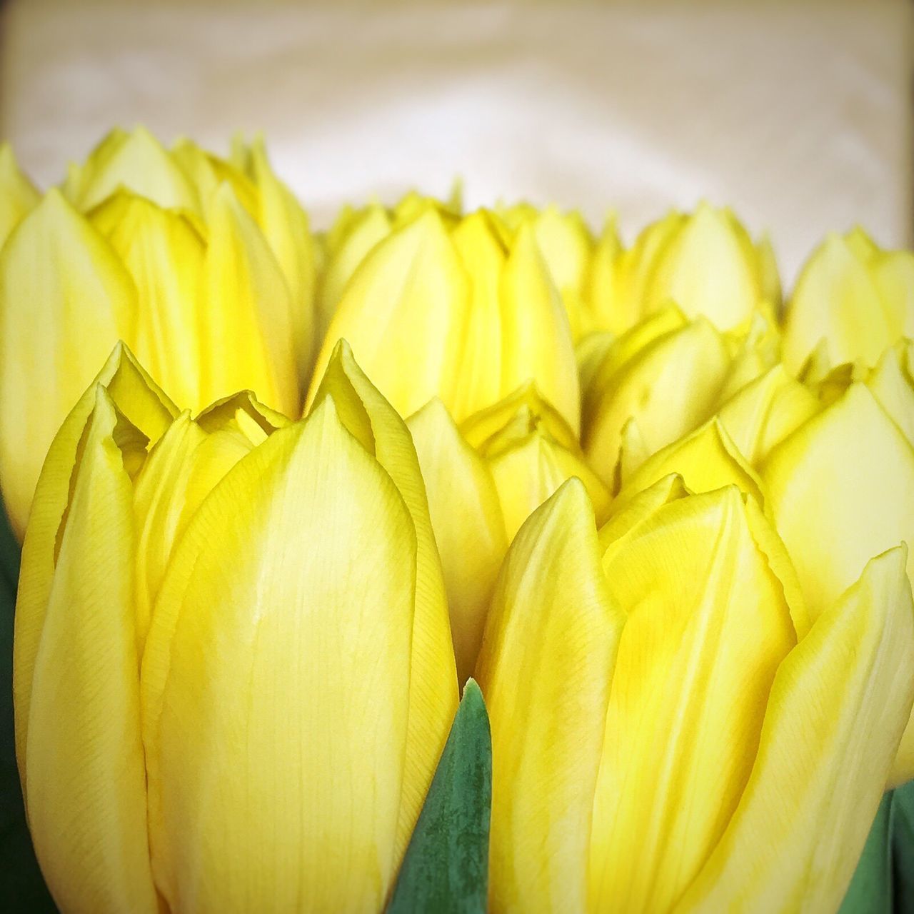 yellow, indoors, close-up, no people, paper, food, healthy eating, freshness, day