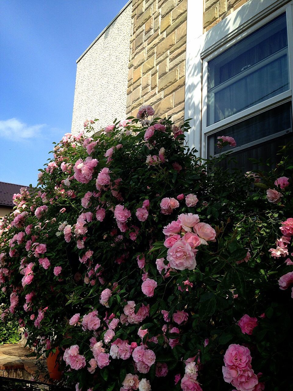 flower, building exterior, architecture, built structure, freshness, growth, fragility, pink color, blooming, plant, petal, low angle view, blossom, in bloom, sky, nature, beauty in nature, city, building, tree