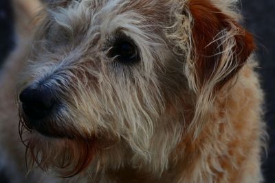 Close-up of dog