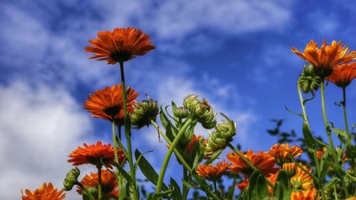 Close-up of fresh orange flowers blooming against sky