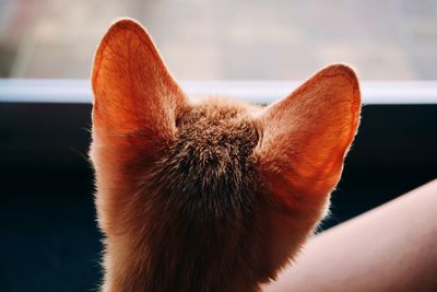 Cat looking through window