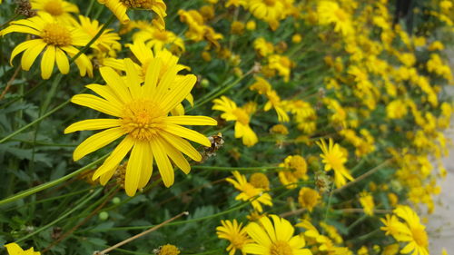 Close-up of yellow flowers blooming outdoors