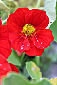 Close-up of red rose flower