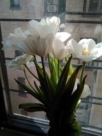 Close-up of flower against blurred background