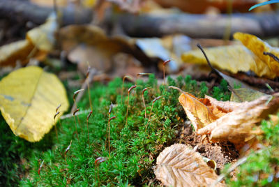 Close-up of mushroom growing on field