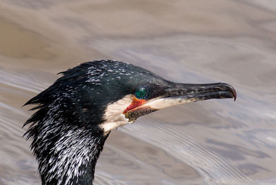 Close-up of a duck