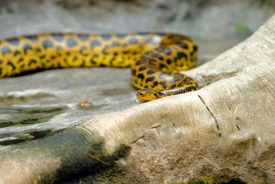 Close-up of lizard on rock