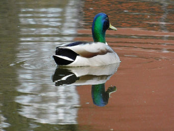 Side view of a duck swimming in lake